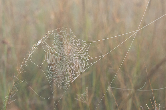 Spider web