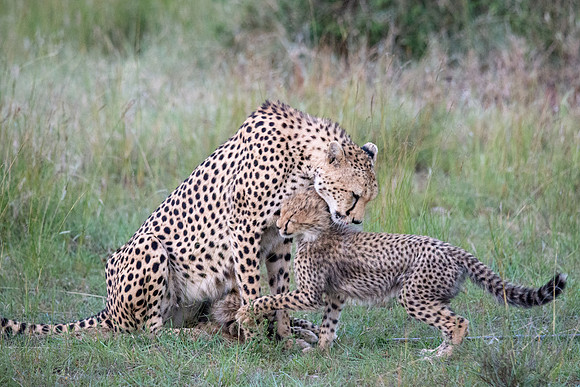 Cheetah mother greets cub