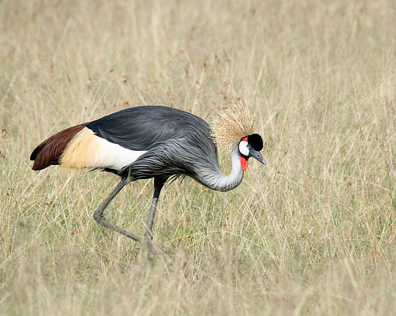 Grey Crowned Crane
