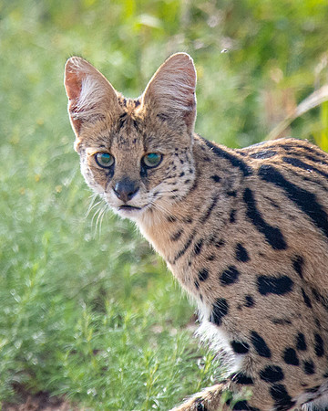 Serval