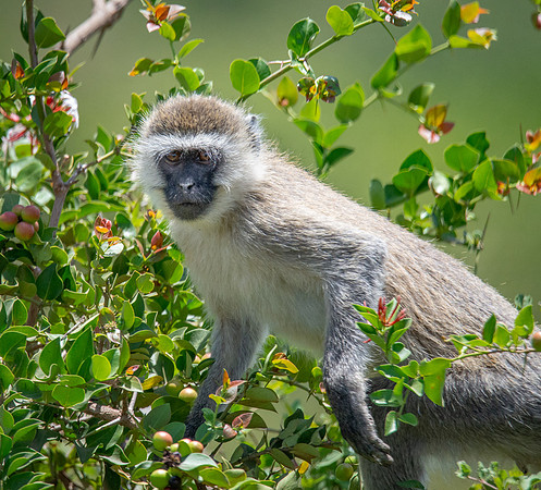 Vervet Monkey