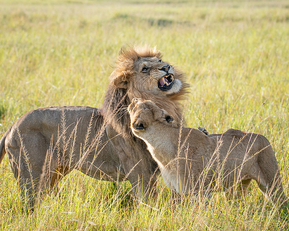Lion pair