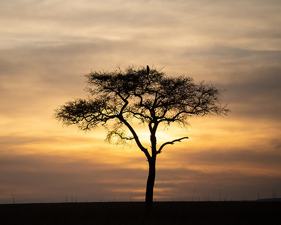 Masai Mara Sunset