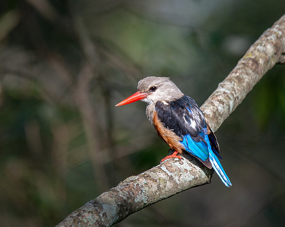 Woodland Kingfisher