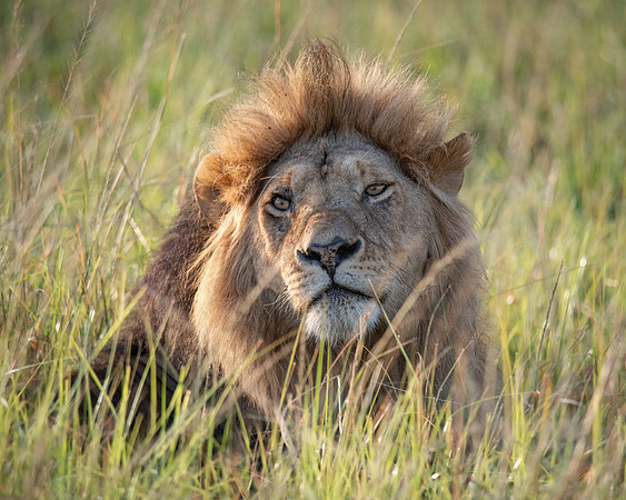Lion