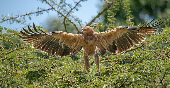 Tawny Eagle take-off