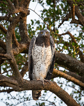 Martial Eagle