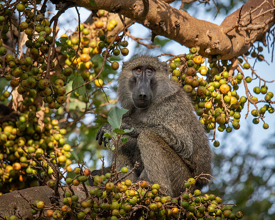 Baboon in Fig Tree