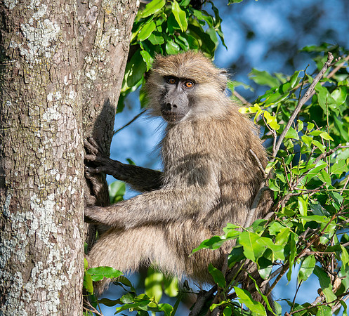 Juvenile Baboon