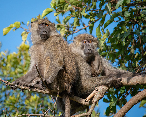 Baboonpair