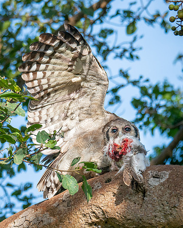 Verraeux's Eagle Owl with prey