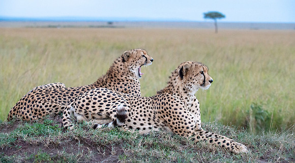 Cheetah Brothers