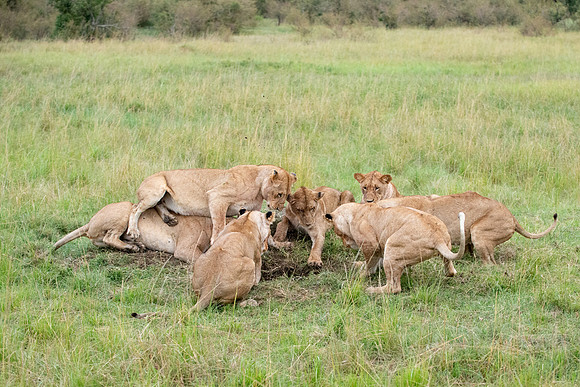 7 lionesses surround a Warthog burrow