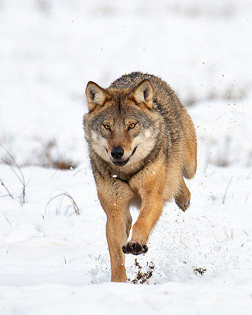 Wolf running in snow