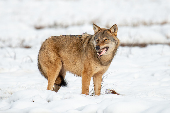 Wolf Eating
