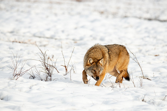 Wolf Hunting