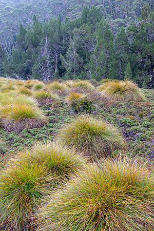 Tussock and Alpine Coral Fern, Cradle Mountain NP