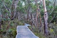 Boardwalk, Cradle Mountain NP