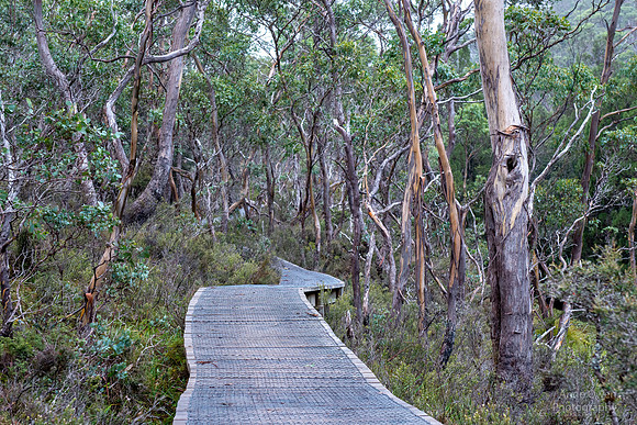 Boardwalk, Cradle Mountain NP