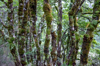Tree Trunks, Cradle Mountain NP