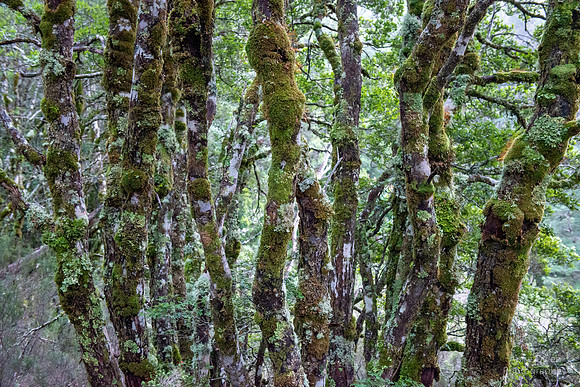 Tree Trunks, Cradle Mountain NP