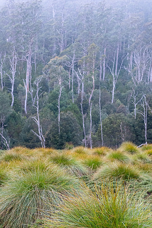 Tussock Grass and Eucalyptus, Cradle Mountain NP