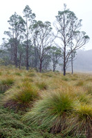 Cradle Mountain NP