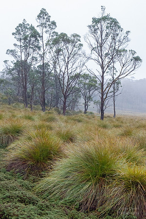 Cradle Mountain NP