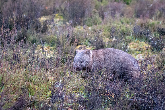 Wombat Foraging