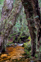 Forest Detail Cradle Mountain NP