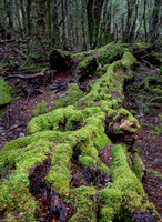 Downed Log, Cradle Mountain NP