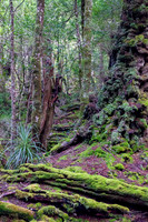 Forest Detail, Cradle Mountain NP