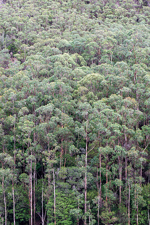 Eucalyptus Forest, Mackintosh Dam
