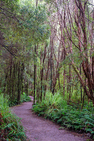 Pathway to Nelson Falls