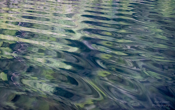 Gordon River Forest Reflections