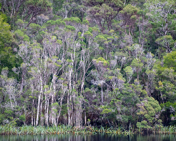 Gordon River Forest