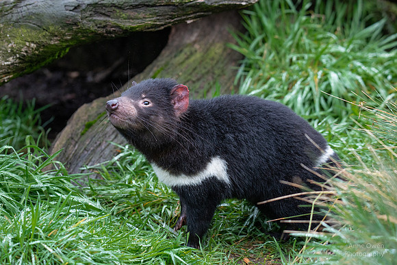 Tasmanian Devil in Sanctuary