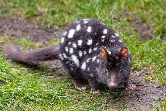Quoll in Sanctuary