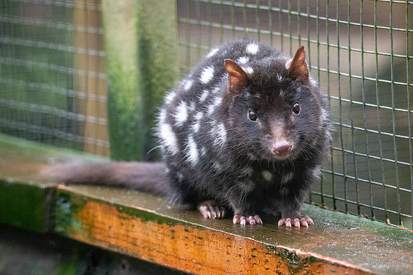 Quoll in Sanctuary