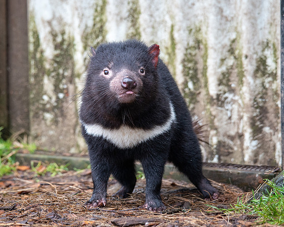 Tasmanian Devil in Sanctuary