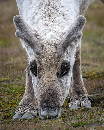 Svalbard Reindeer