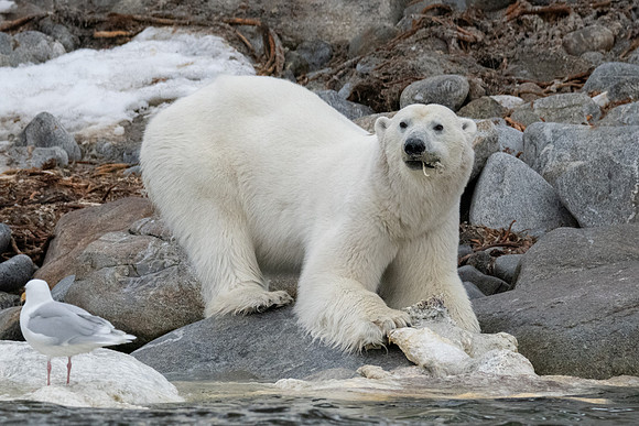 Polar Bear