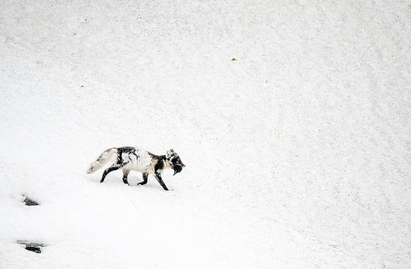 Arctic Fox stealing away a Murre