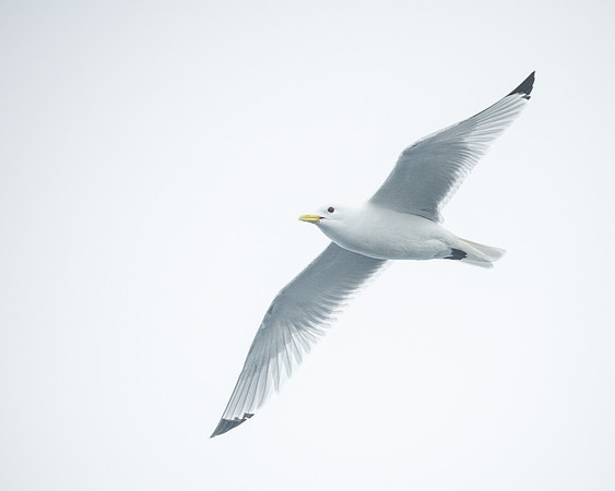 Kittiwake