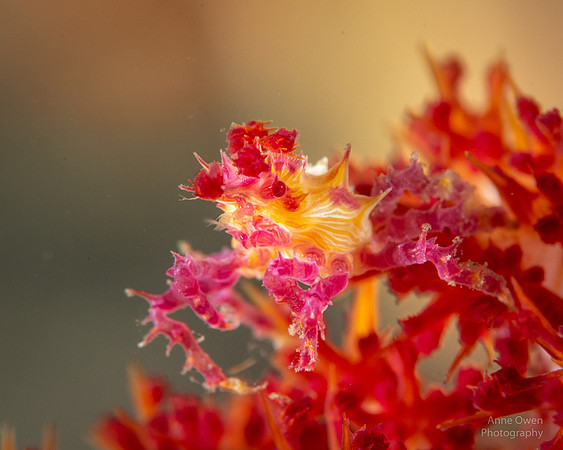 Soft Coral Crab