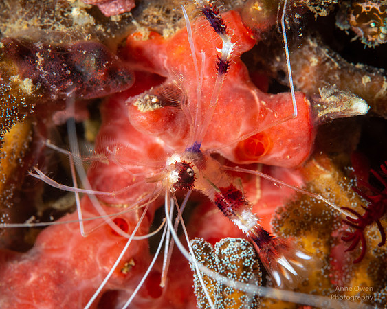 Banded Coral Shrimp