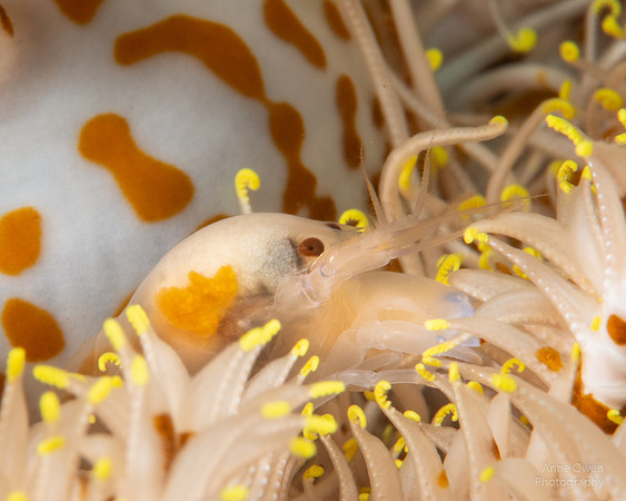 Snapping Shrimp