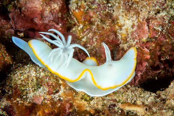 Nudibranch - Ardeadoris egretta