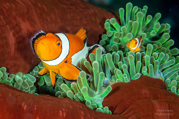 Anemonefish