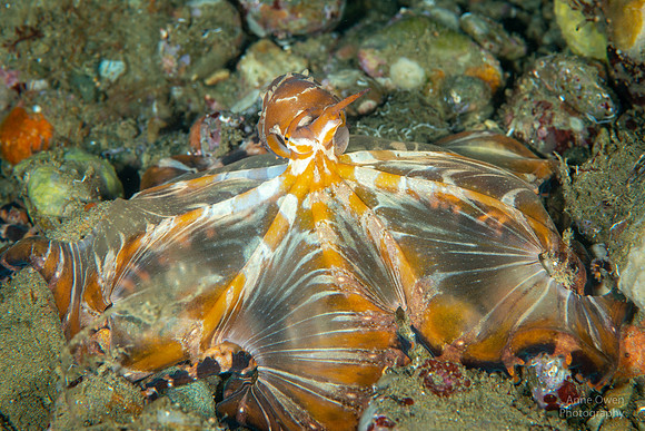 Wunderpus